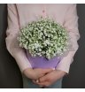 Созвездие невесты 1