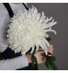 Хризантема одноголовая