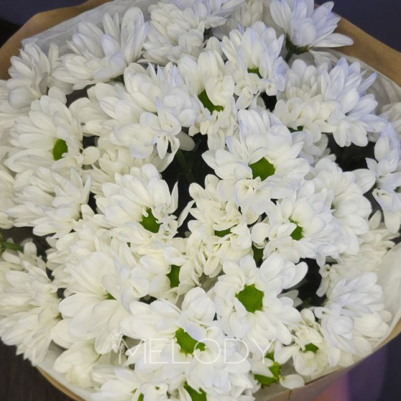 Луговая баллада: 7 нежных ромашек 3